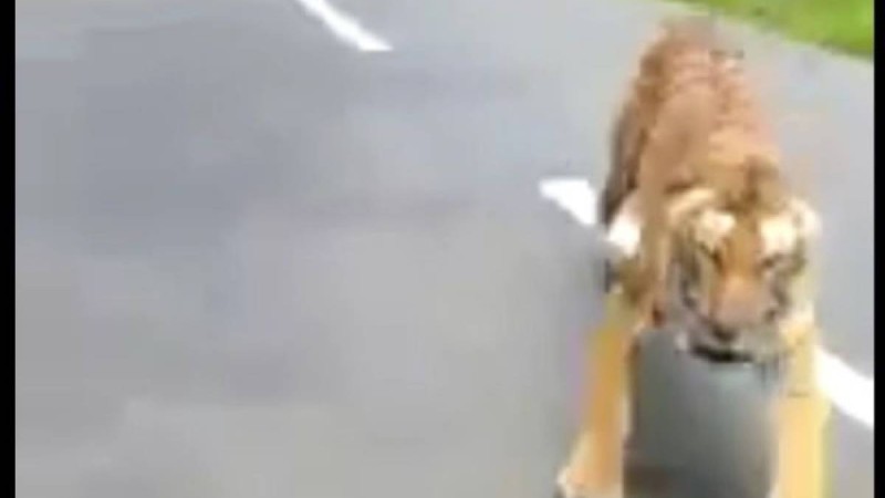 Жолбарыс мотоциклдің соңынан қуды - видео