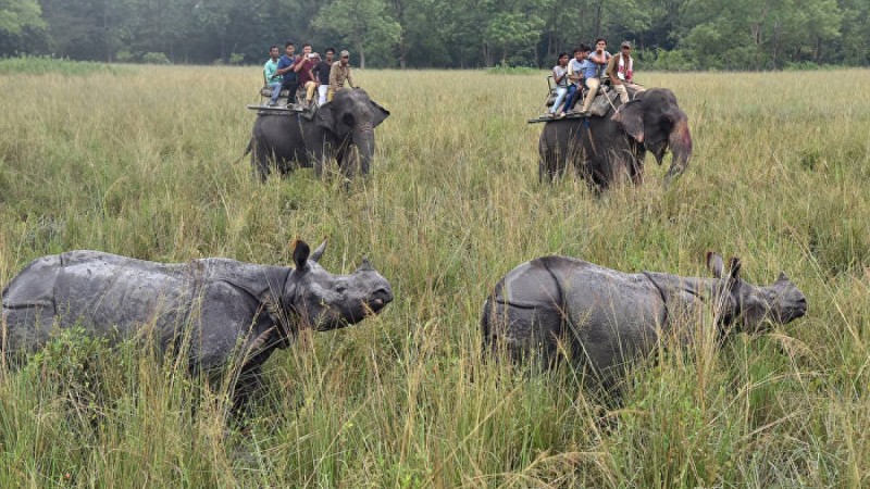 Піл мен мүйізтұмсықтың кескілескен айқасы видеоға түсіп қалды