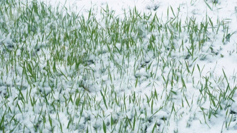 Ауа райы болжамы: 14, 15, 16 мамыр