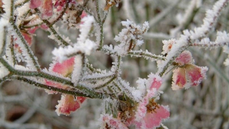 Үсік жүреді: Еліміздің бірнеше облысында дауылды ескерту жарияланды - Қазақстан жаңалықтары