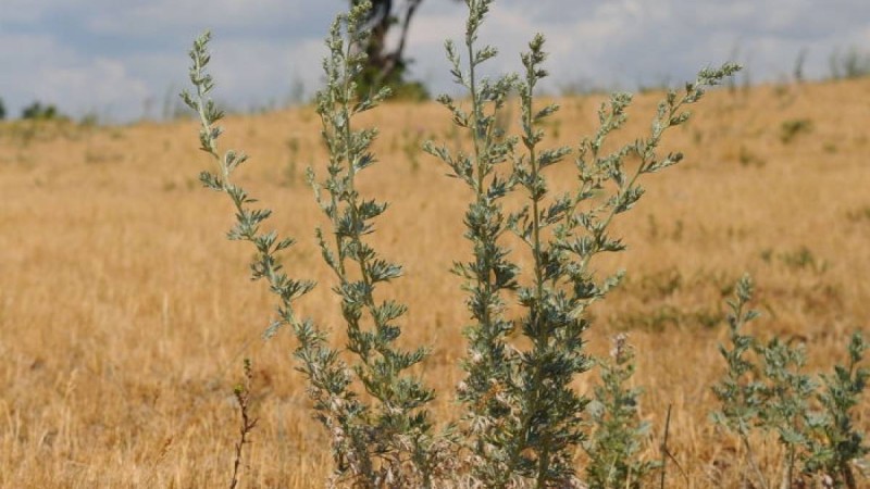 Жусанның емдік қасиеті, қандай ауруға ем, банк, иісі