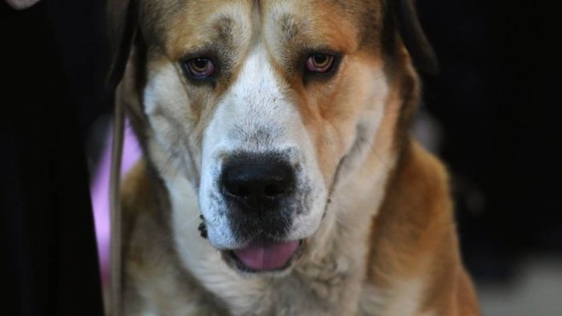 Алматы жаңалықтары: облыс тұрғыны итін полицейлерге айтақтап жіберді