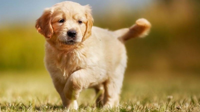 Қытайда ресми түрде иттің етін жеуге тиым салынды - Қазақстан жаңалықтары