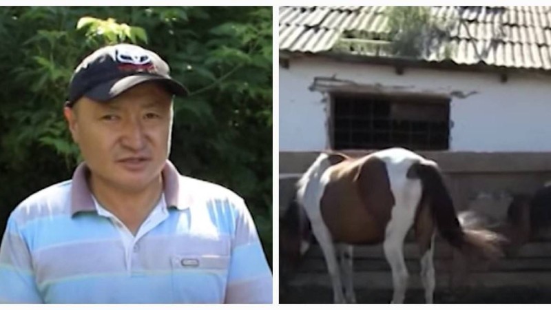 ШҚО тұрғындары жылқыға бөлінетін субсидияның аздығын айтып шағымдануда - Қазақстан жаңалықтары