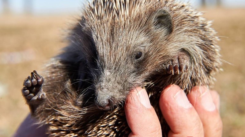 Әдебиеттік оқудан сабақ жоспары: Сапарғали Бегалин «Есеннің кірпісі» (3 сынып, I токсан)