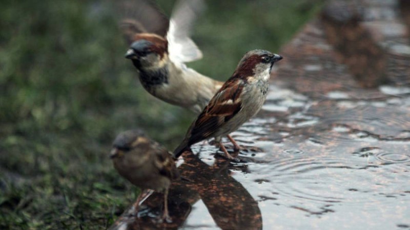 Бұршақ жауып, дауыл тұрады: Қазгидромет дабылды ескерту жариялады