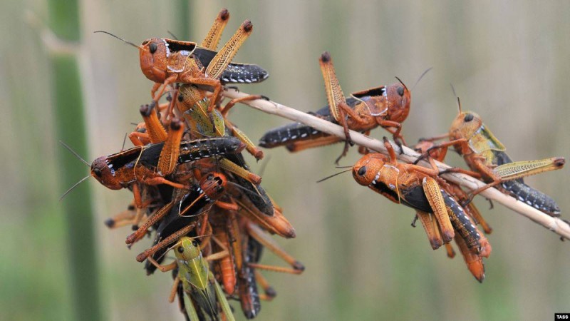 Сомалиде шегіртке қаптап, төтенше жағдай жарияланды