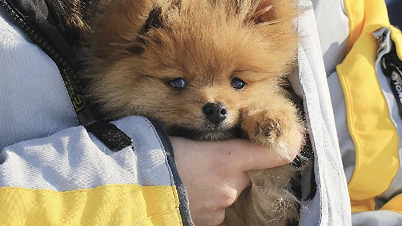 Әтеш сияқты шақыратын күшік желіні күлкіге батырды