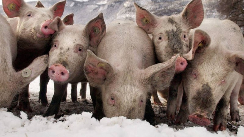 ауыл шаруашылығы министрлігі сынға жауап берді