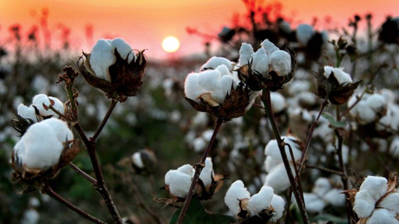 Шыңжаңда жүздеген мың ұйғыр мен қазақты мақта өндіруге мәжбүрлейді — зерттеу