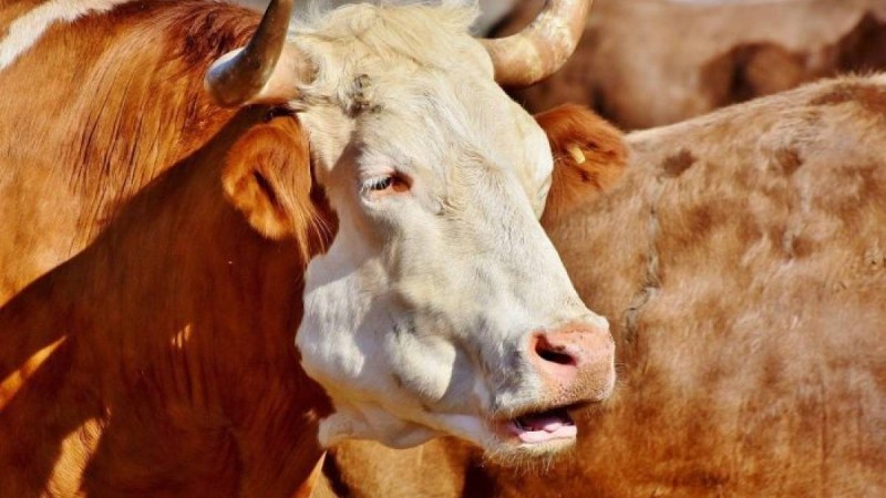 Шымкентте жібінен босап кеткен бұқа адамға шабуыл жасады