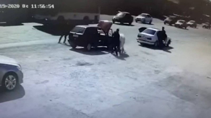 Шымкентте бос жүрген бұқа автокөлік жүргізушісін сүзіп кетті (видео) - Қазақстан жаңалықтары