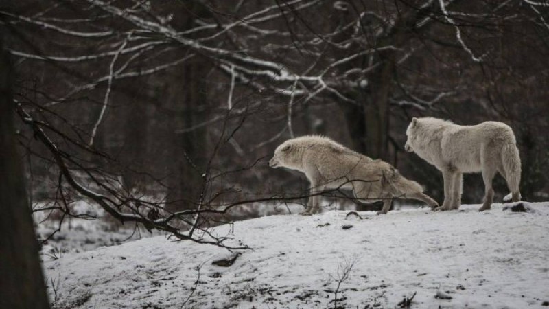 Ресейден Қазақстанға қасқырлар жақындап келе жатқаны рас па