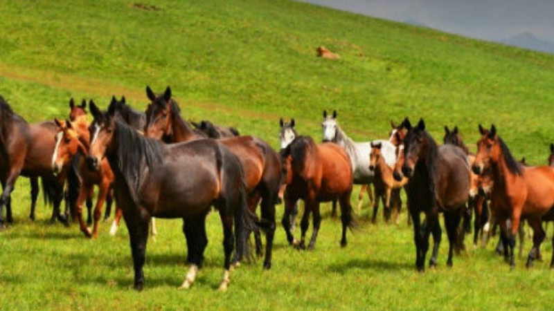 Алматы облысында 40 миллион теңге тұратын жылқылар табынын малшы ұрлап кеткен - Қазақстан жаңалықтары