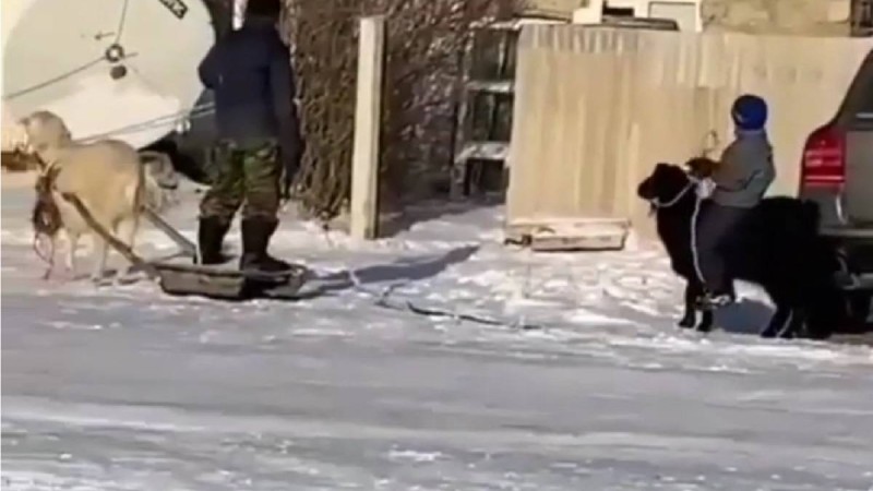 "Құдды атта отырғандай". Ешкіні тізгіндеген бала жұртты күлдірді (видео)