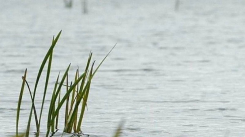 Елорданың карантиндік аймағынан тыс жерде балық аулауға бармақ болған жүргізуші 15 тәулікке қамауға алынды - Қазақстан жаңалықтары