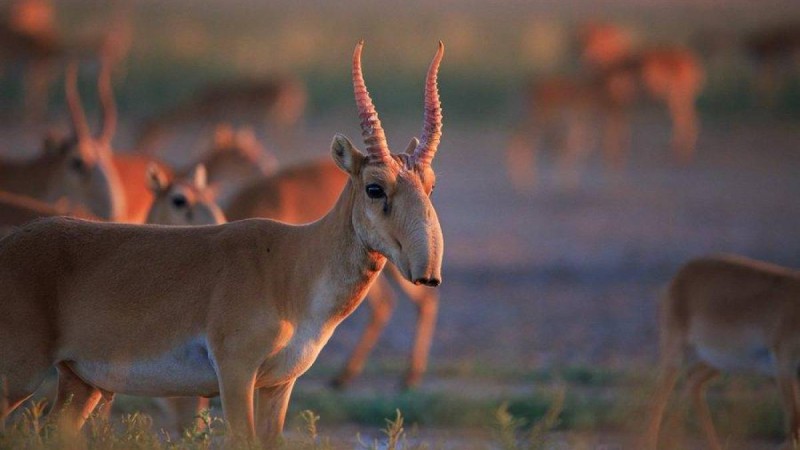 Киіктің емес, адамның обалына қалмайық – Мәжіліс депутаты