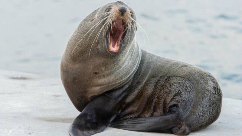 Маңғыстауда итбалықтар балаларды тістеп тастады - Қазақстан жаңалықтары