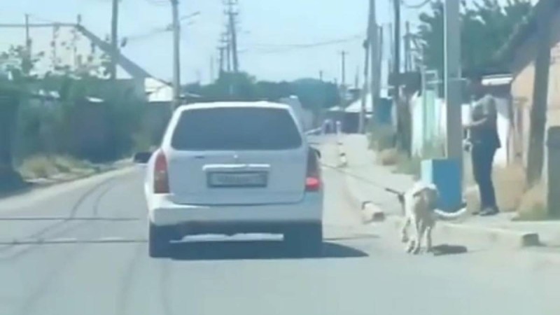 Шымкентте көлігіне ит байлап, сүйреген жүргізуші жауапқа тартылды