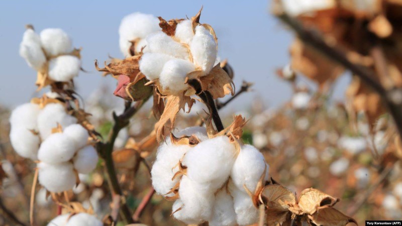 "Мақта теруге мәжбүрлеген" шенеуніктердің тізімі жарияланды