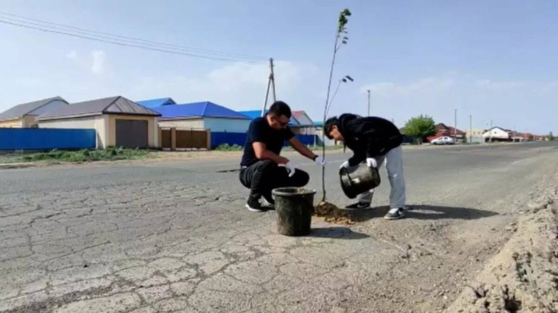 Атыраулықтар жөнделмеген жолдың ойығына ағаш егіп жүр (ВИДЕО)