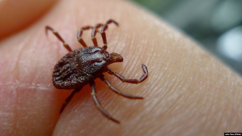 Қызылордада қырым қанды безгегін жұқтырған адам қайтыс болды