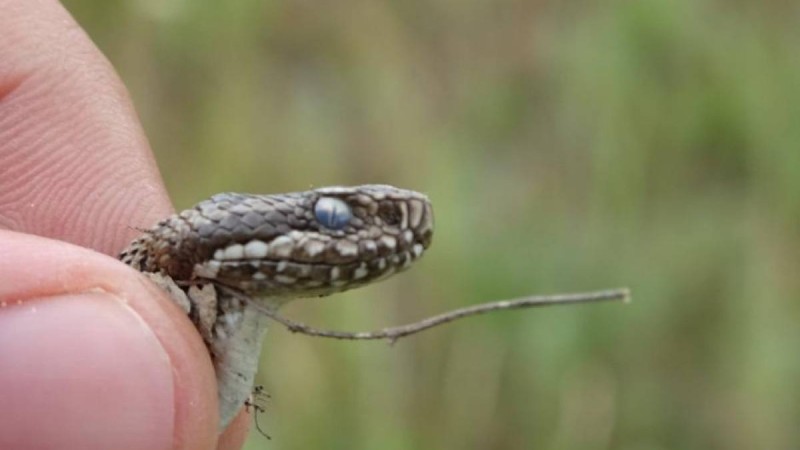 Шымкентте жыландар қаптап кетті