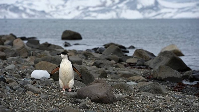 Антарктиданың тыныс-тіршілігі қандай?