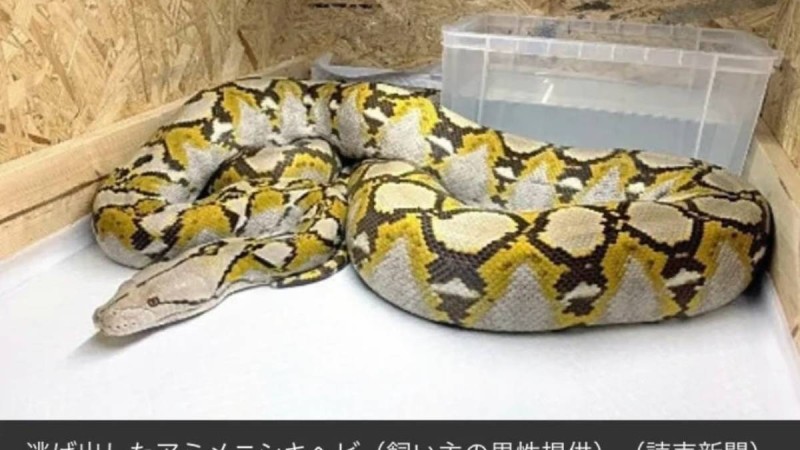 Үйде асырап отырған 3,5 метрлік алып жылан қашып кеткен (видео)