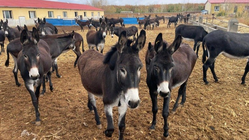 Қытайда есектің сүті мен терісі табысты бизнес көзіне айналған