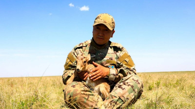 «Киік төлдеген кезде қасқырдың тісі қақсайды». Инспектор киіктің киесі жайлы айтып берді