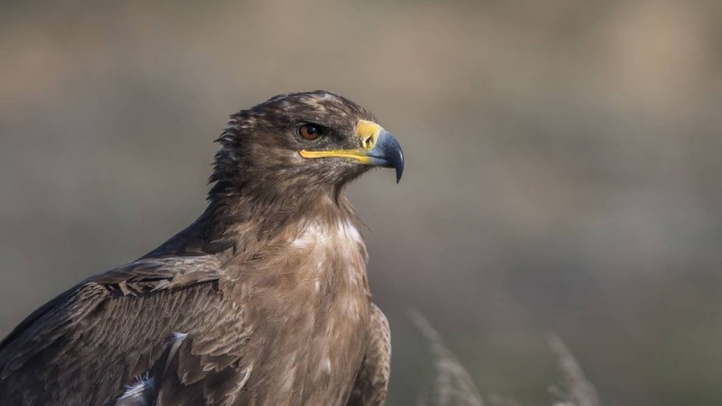 Қазақ ғалымдары дала қырандарының әлемдегі қозғалыс бағытын анықтады (фото)
