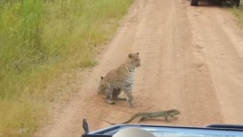 Барыс пен кесірткенің айқасы видеоға түсірілді