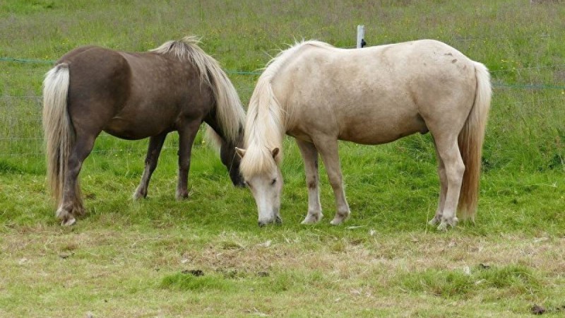 Шекарашылар қырғыз кәсіпкерлерінің қулығын әшкереледі 