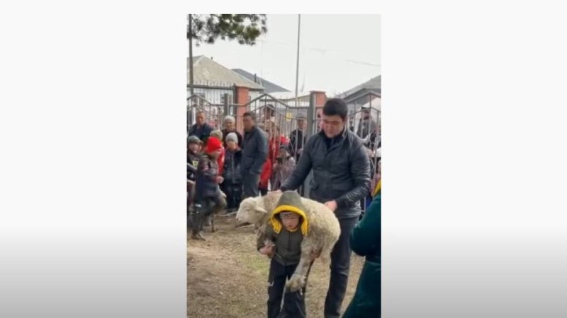 Сегіз жастағы бала 35 рет қозы көтерді