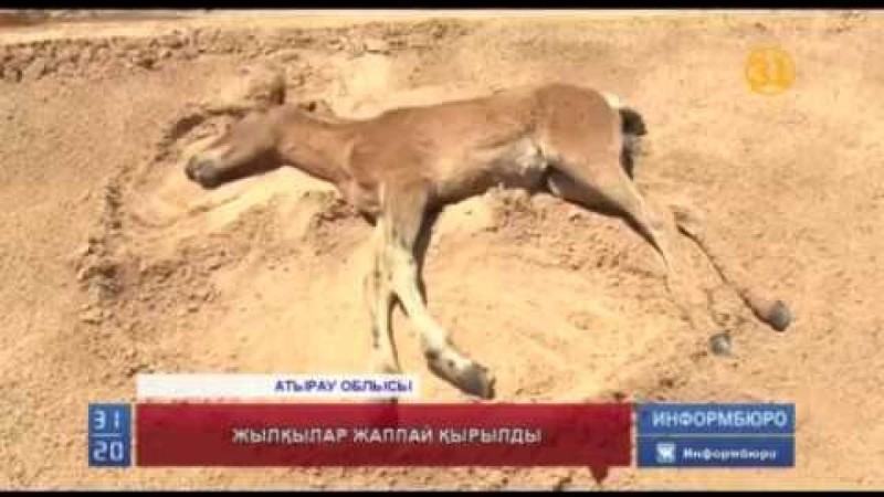 Белгісіз кеселден жылқылар қырылып жатыр