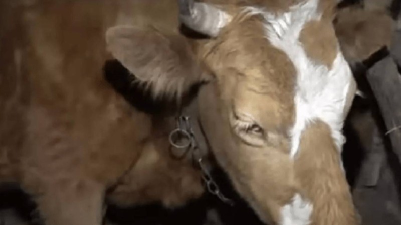 Қарағандының Зоя атты сиыры әйгілі әлемдік сән журналына шықты