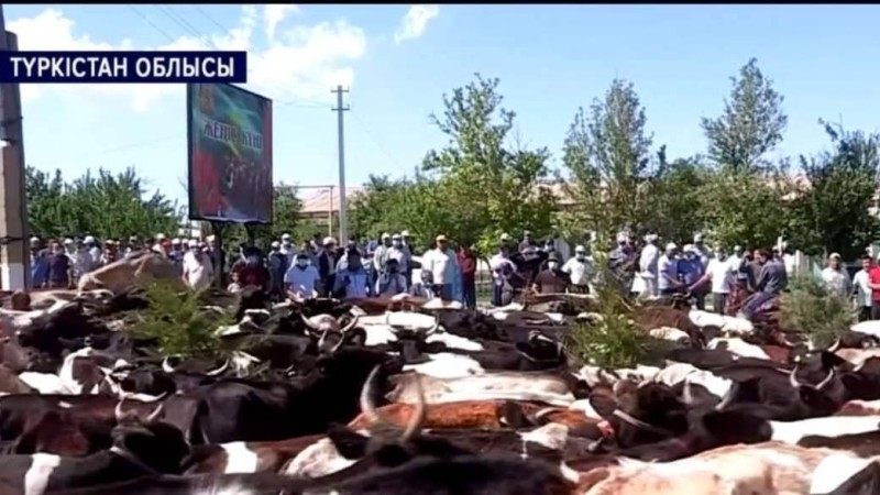 Түркістанда ауыл тұрғындары әкімдіктің алдына сиыр айдап әкелді