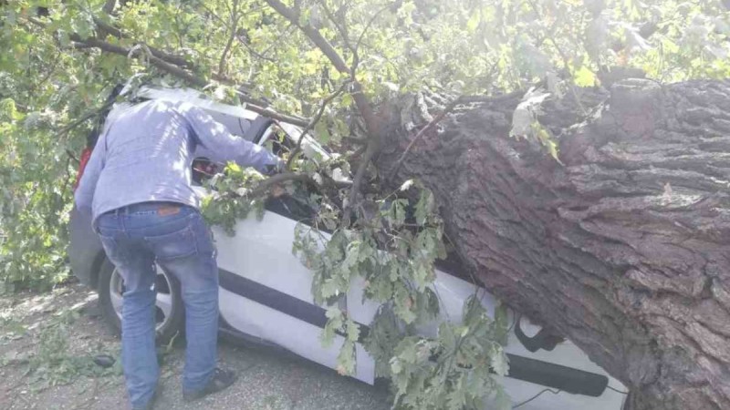 Алматыда шіріген ағаш төрт көліктің үстіне құлады
Көлік жүргізушілері кранның келуін күтуде