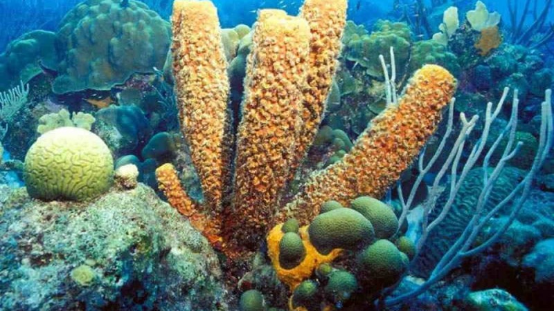 Қатерлі ісіктің табиғи емі табылды - Қазақстан жаңалықтары