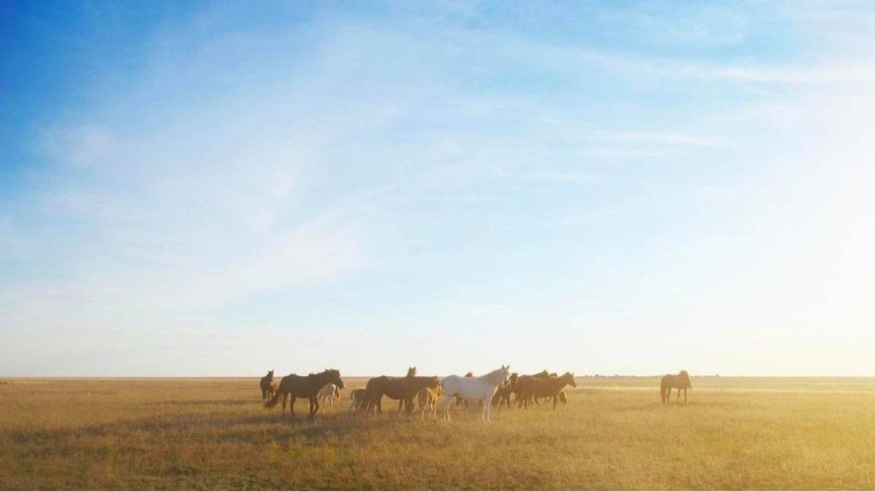 Жерін қорыған қарағандылық фермер 17 жылқыны атып тастады