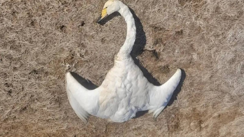 Баянауылда қырылған құстың саны мыңнан асып кетуі мүмкін