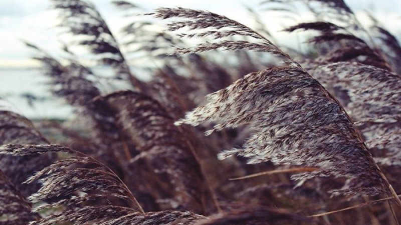 Нұр-Сұлтандағы дауылдан ағаштар құлап, көліктер қирады – видео