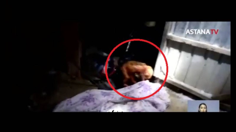 Қызылордада әжетханадан шақалақтың мәйіті табылды