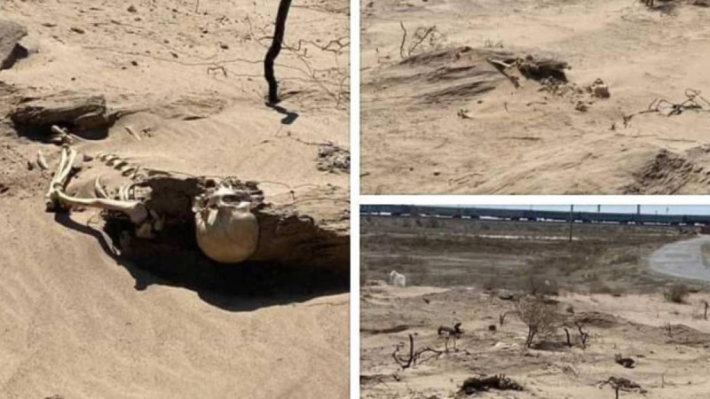 Қызылордада айдаладан адам сүйектері табылды