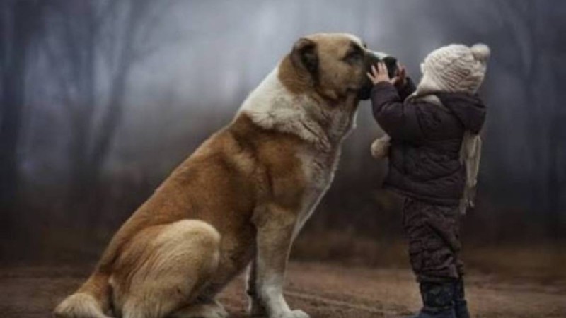 Балабақшада 2 жасар баланы иттер талап өлтірді