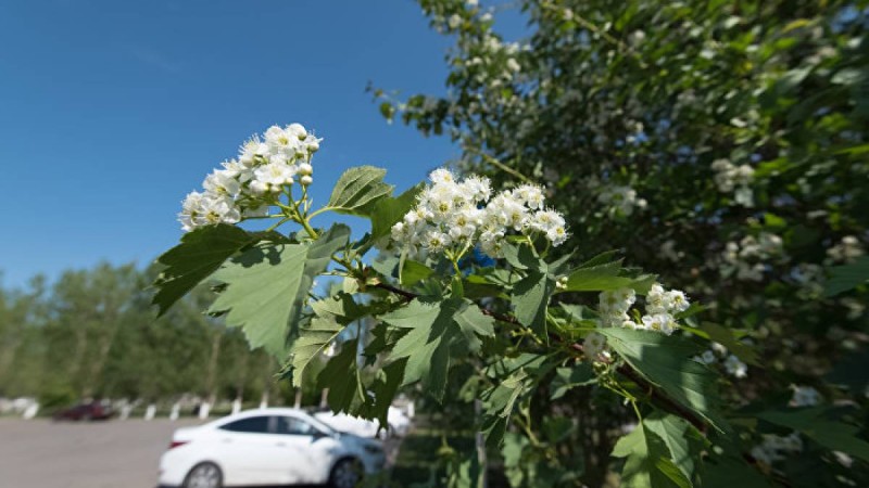 4, 5, 6 мамырға ауа райы болжамы