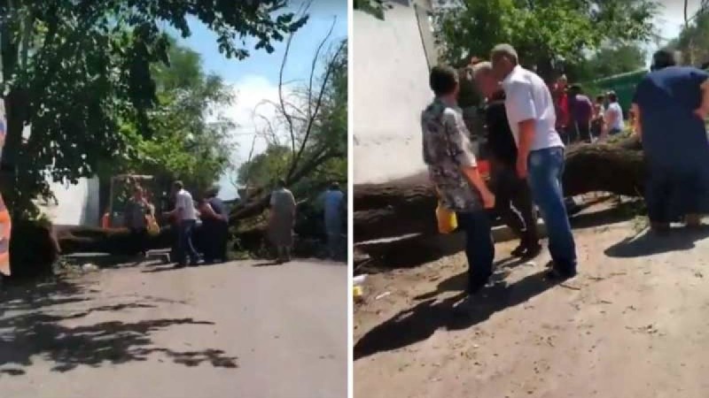 Алматыда көшеде 5 баласымен кетіп бара жатқан әйелді ағаш басып қалды (видео)
Оқыс оқиға салдарынан анасы мен екі баласы зардап шекті