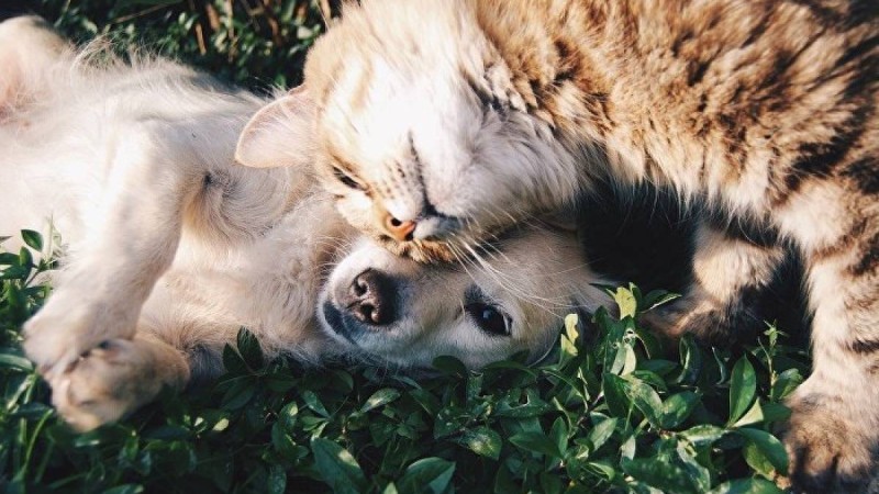 Ит пен мысық "аң аулауға" шықты, алайда төбет бәрін бүлдірді  – видео  