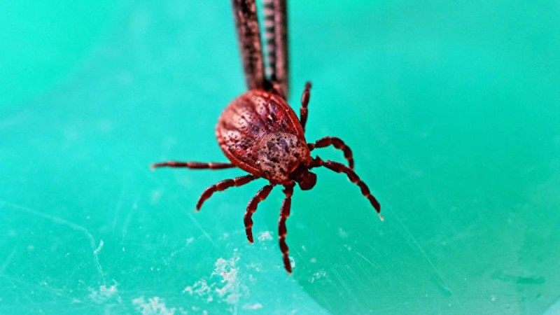 Кене шаққанда не істеу керек және не істеуге болмайды